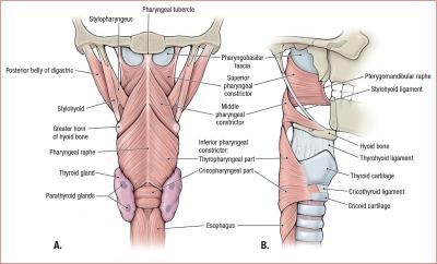 thumbs/Muscles of the Pharynx.jpeg.jpg